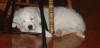 Karli at 8 weeks